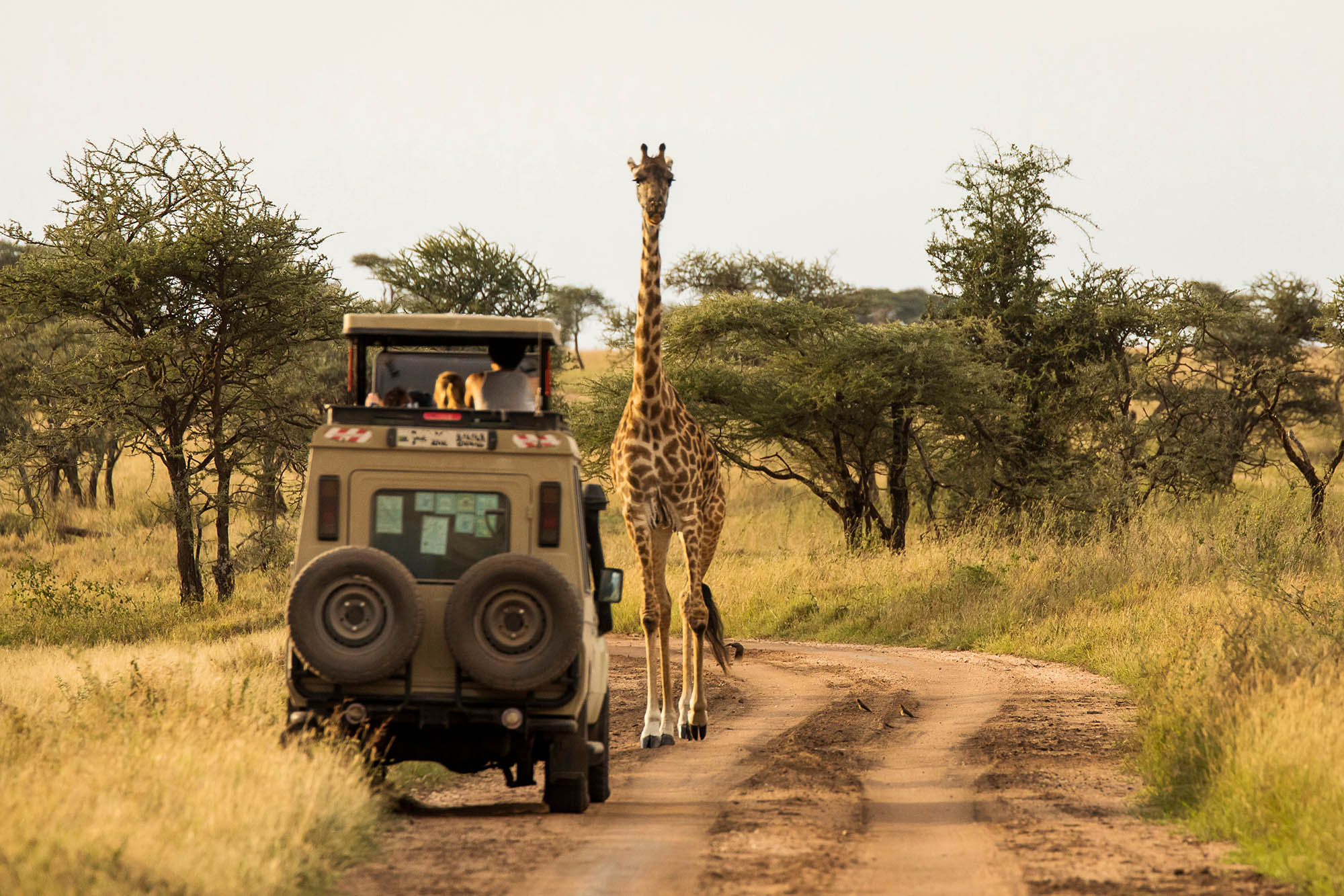 jeep and giraffe