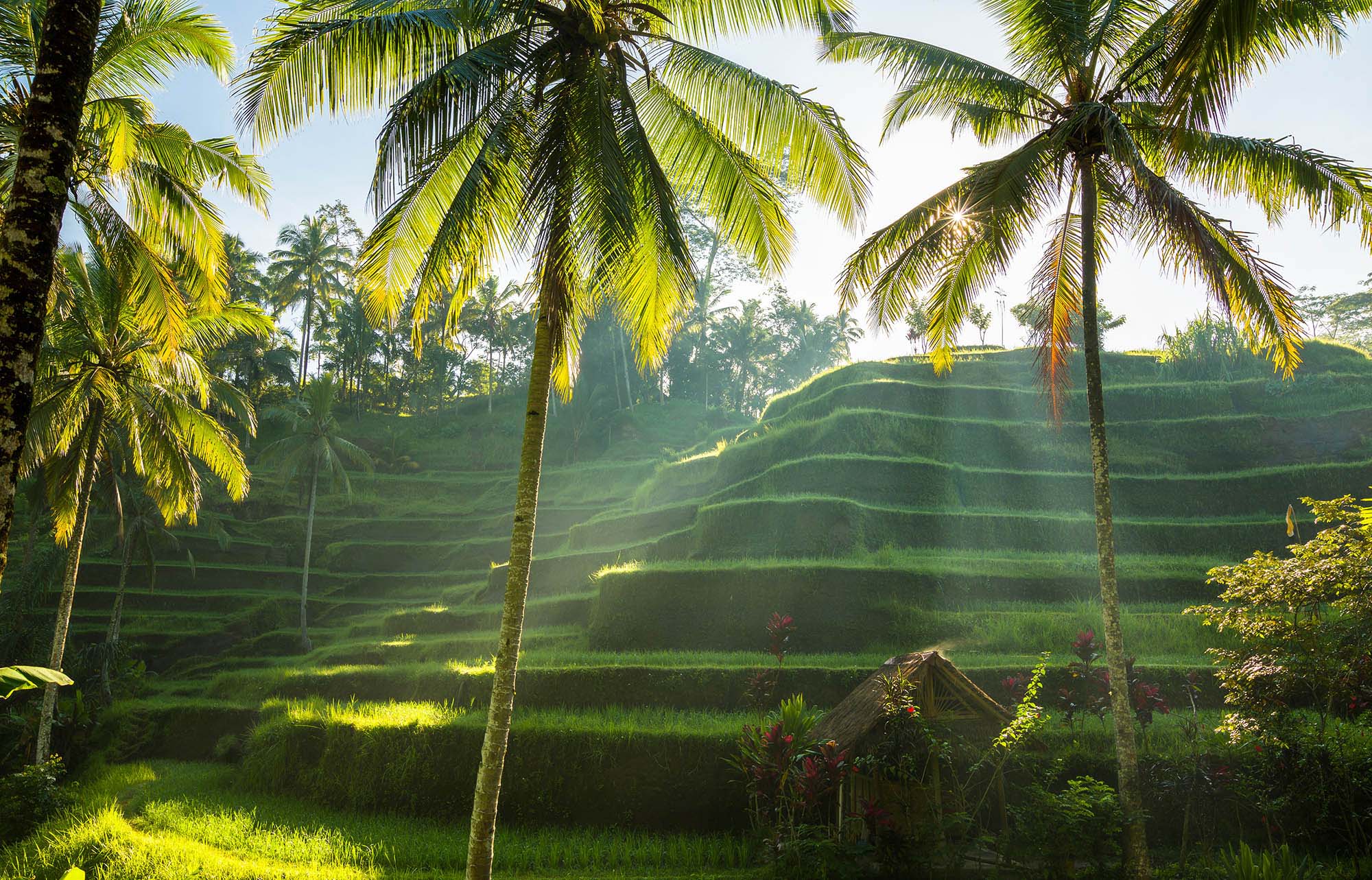 lush landscape